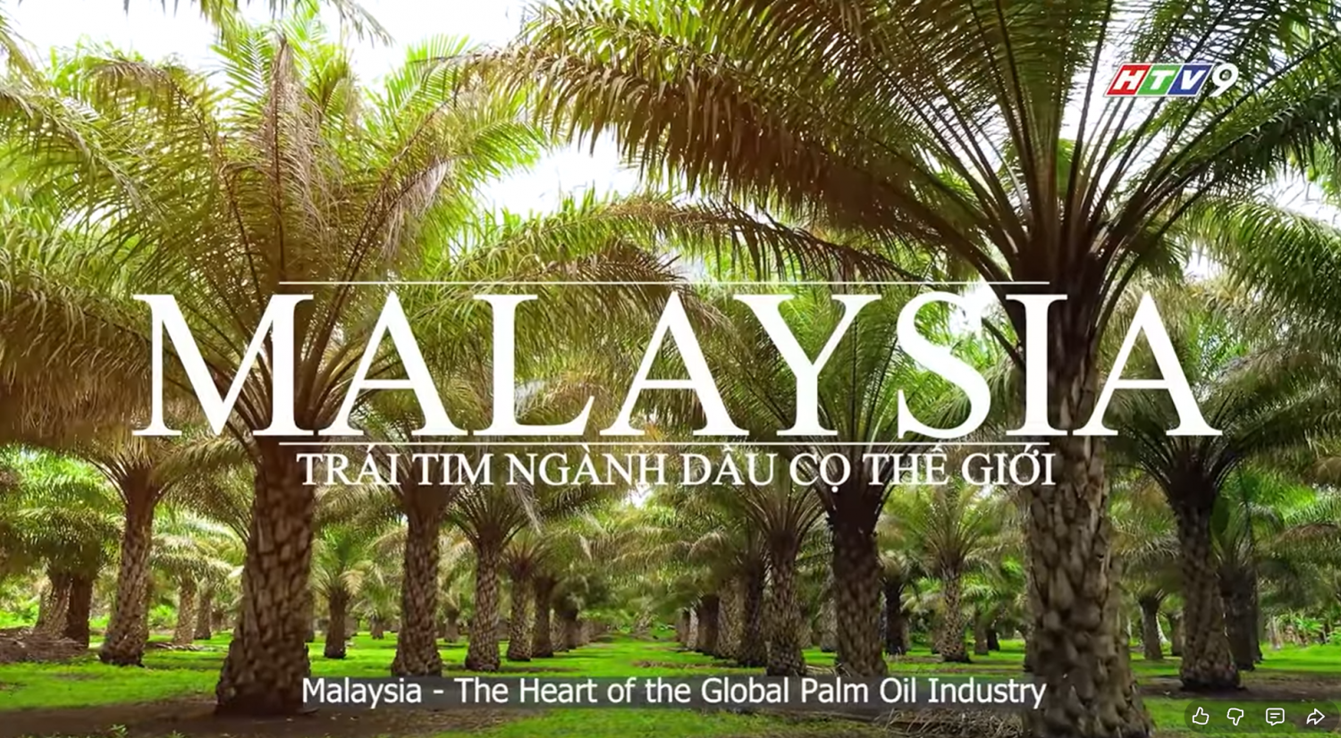 KHÁM PHÁ CÂU CHUYỆN DẦU CỌ TỪ MALAYSIA!